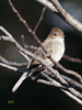 Indigo Bunting juvenile